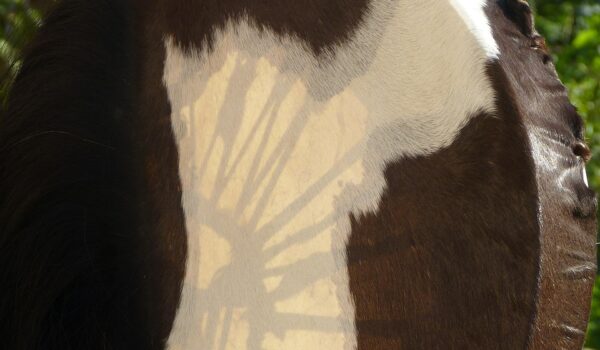 Antropologia dello Sciamanismo